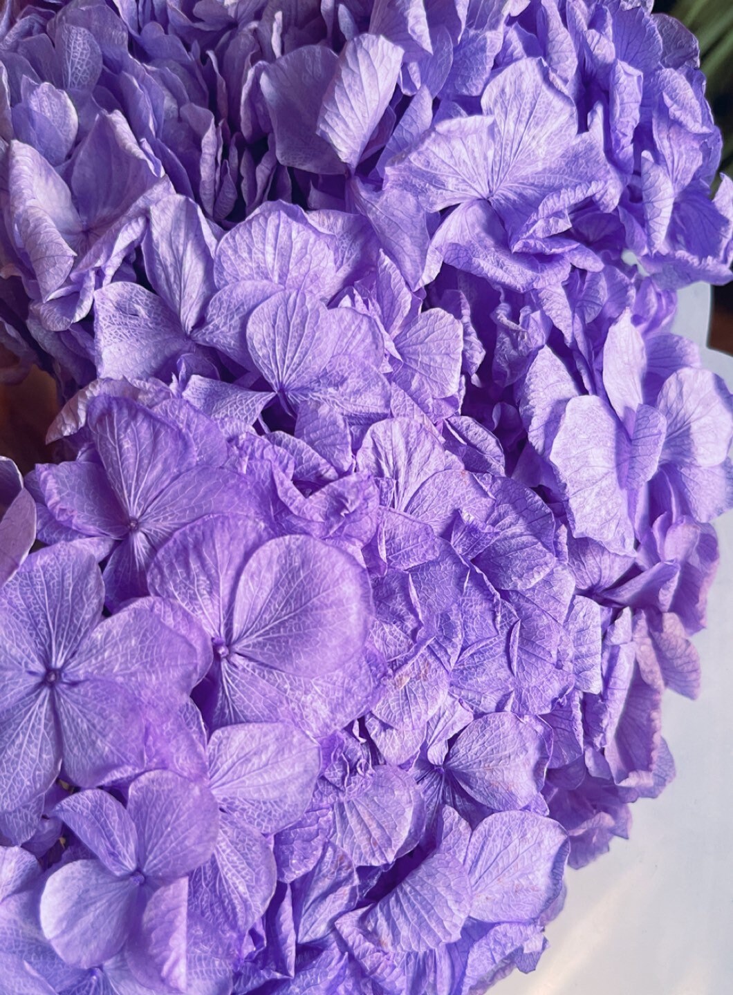 Big petal preserved hydrangea lavender color, Resin/Jewelry DIY, home decoration