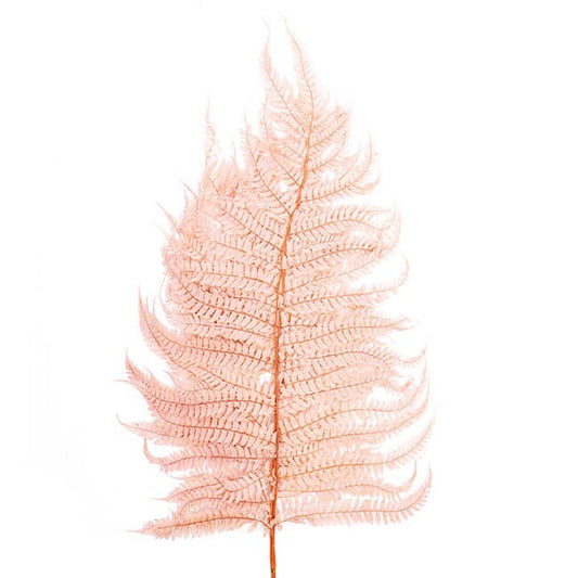 Hanging Preserve long fern pink color, preserved foliage, ceiling wall decoration