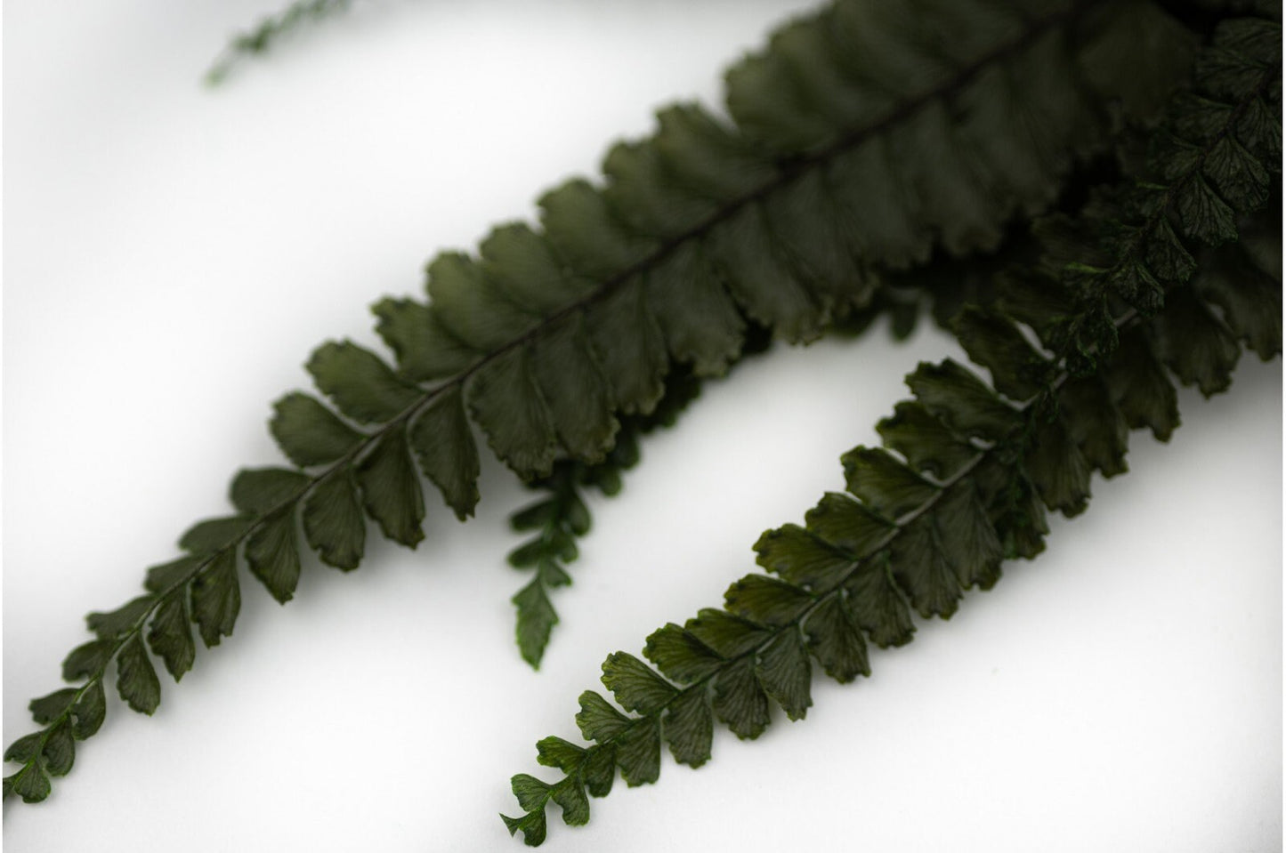 6 mini stems bunch Preserved green felci fern, red felci, hanging wall decoration