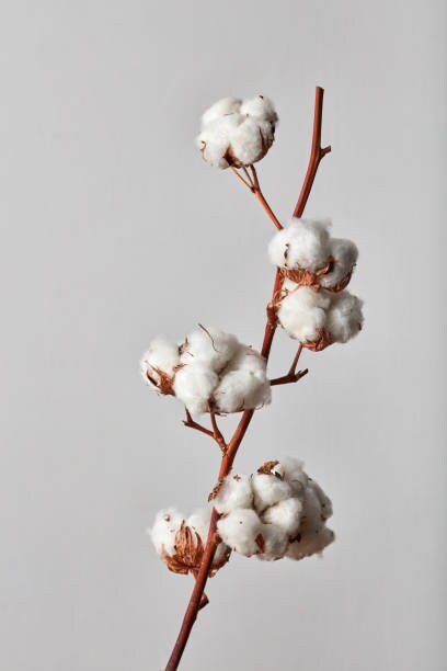 White coton flower, interior decoration, rustic deco