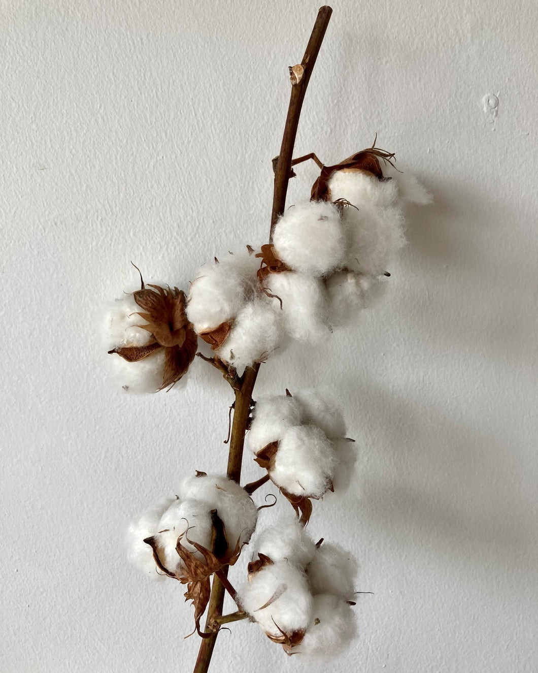 White coton flower, interior decoration, rustic deco