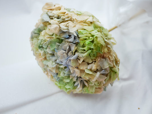 Big petal preserved hydrangea tricoloré gradient, DIY jewelry, home decoration