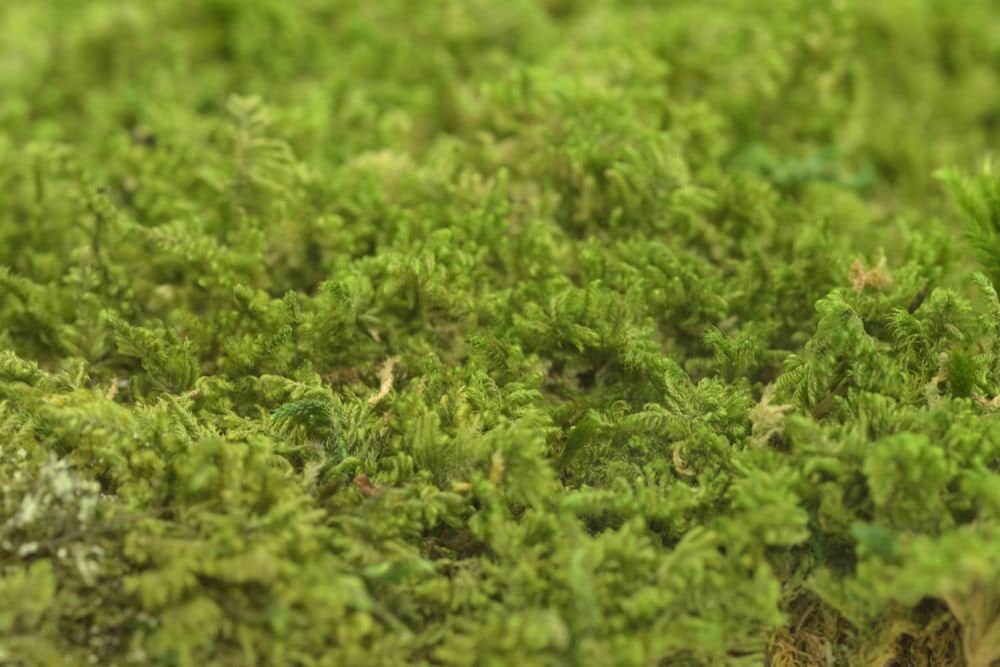 Preserved roche moss natural green - moss de roche, wall decor, wall moss, DIY tool