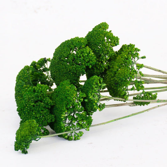 Beautiful dried achillea green dyed, yarrow bunch 100g, home decoration