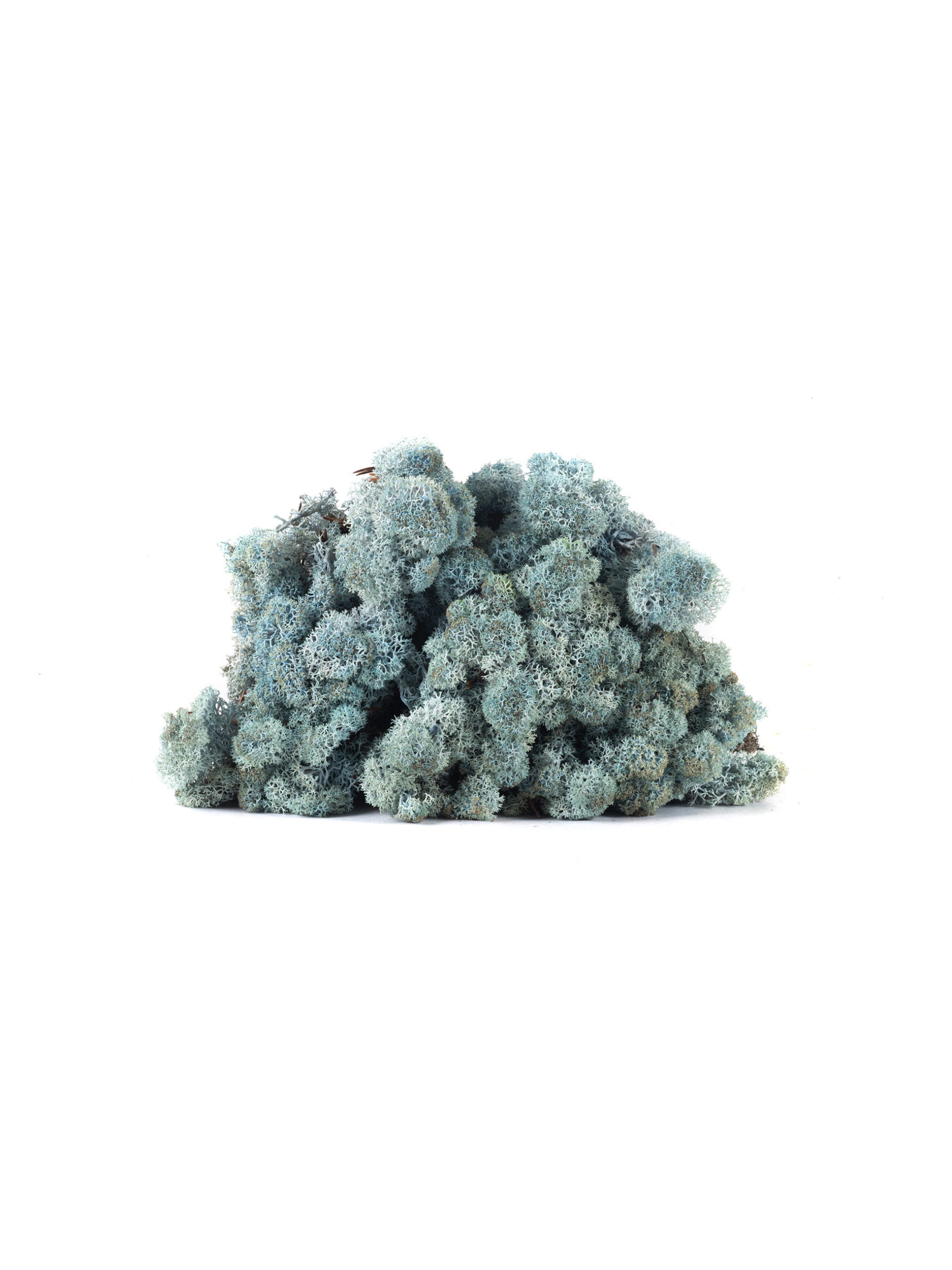 Preserved lichen reindeer moss blue lavender, wall moss DIY tool, wall decoration