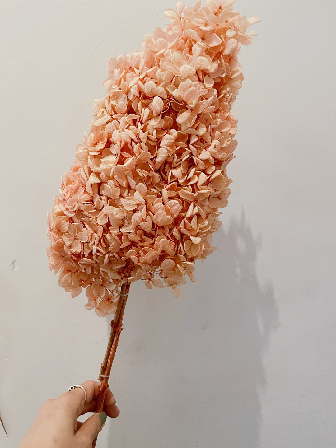 Preserved Hydrangea paniculata orange peach, jewelry tool, Resin DIY, home decoration