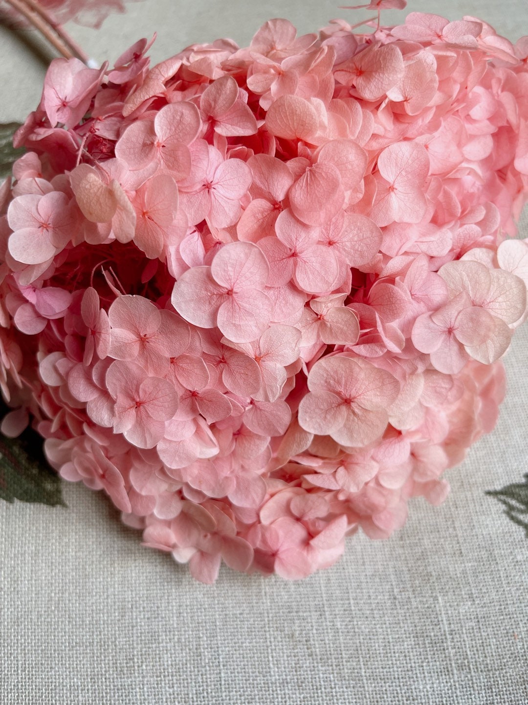 Preserved hydrangea big size D20cm sakura pink, resin diy tool