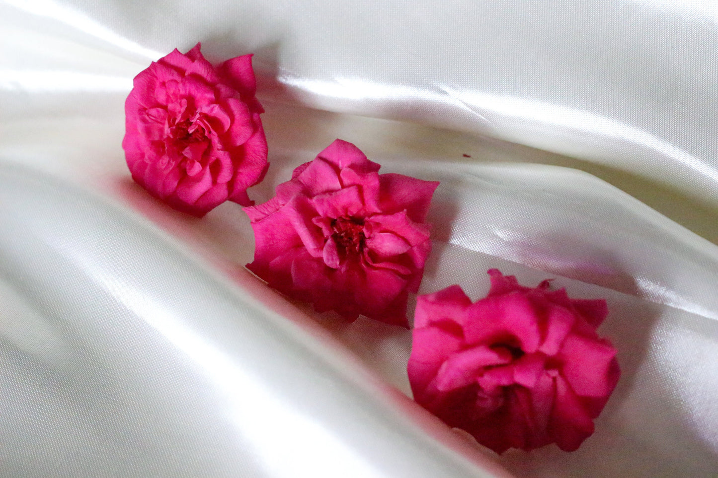 Pack of 12 Preserved Kiara wild rose pink fushia, rose sauvage stabilise, decoration de mariage