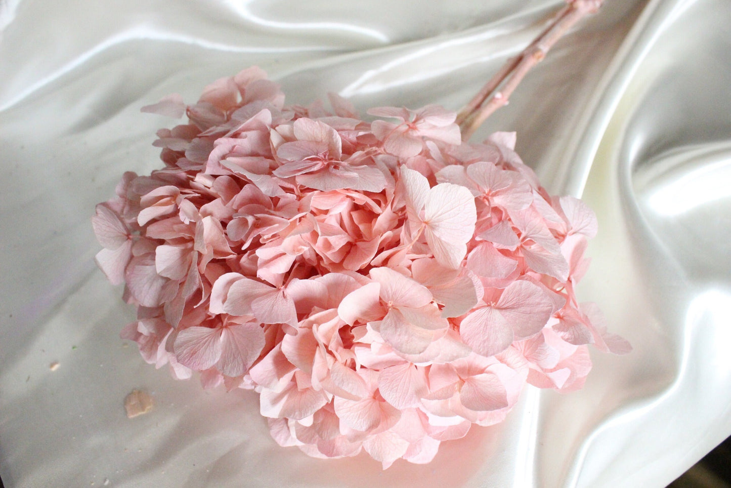 Big petal preserved hydrangea rose poudre , Diy resin, jewelery, wedding and home decoration