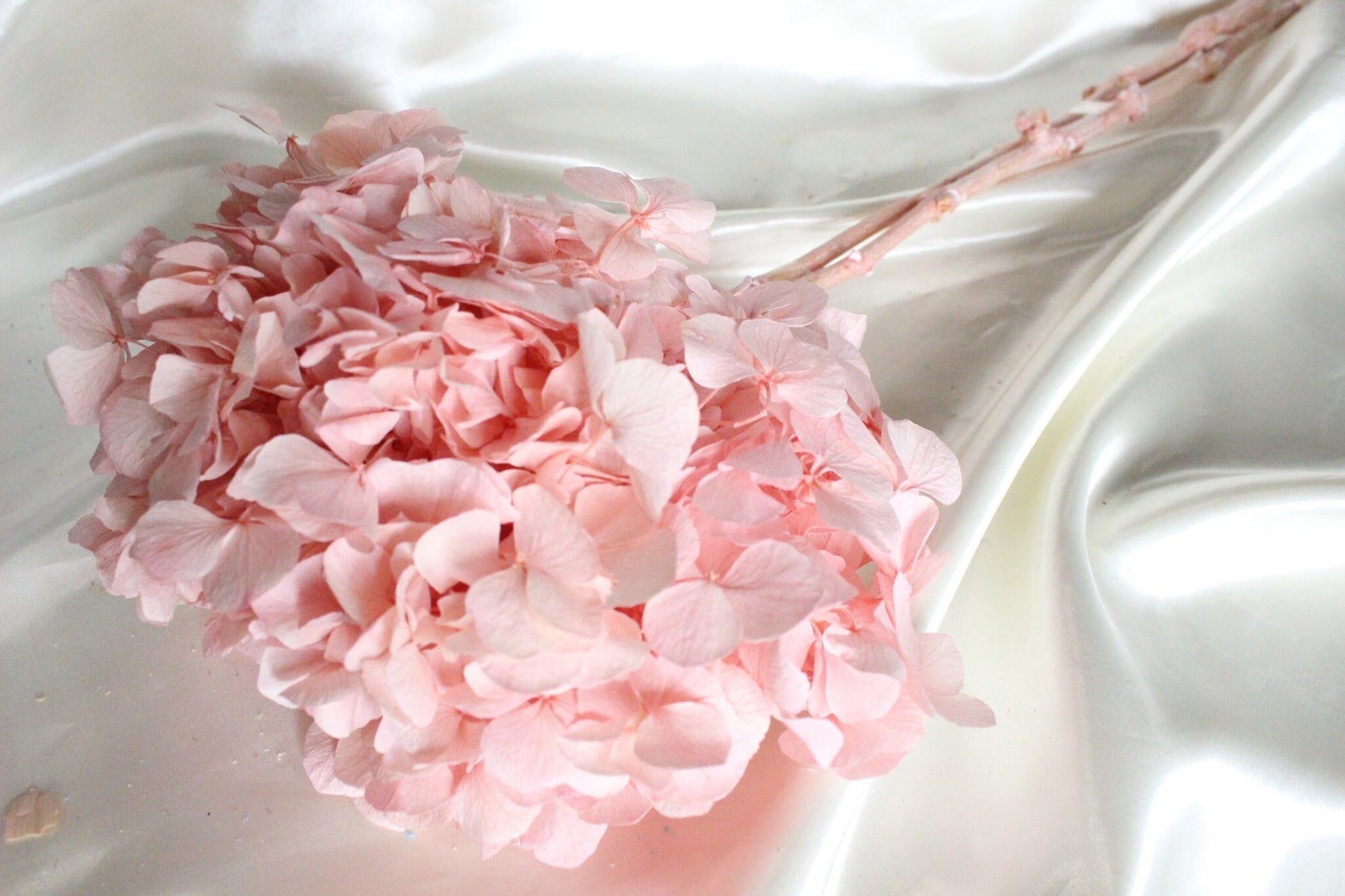 Big petal preserved hydrangea rose poudre , Diy resin, jewelery, wedding and home decoration