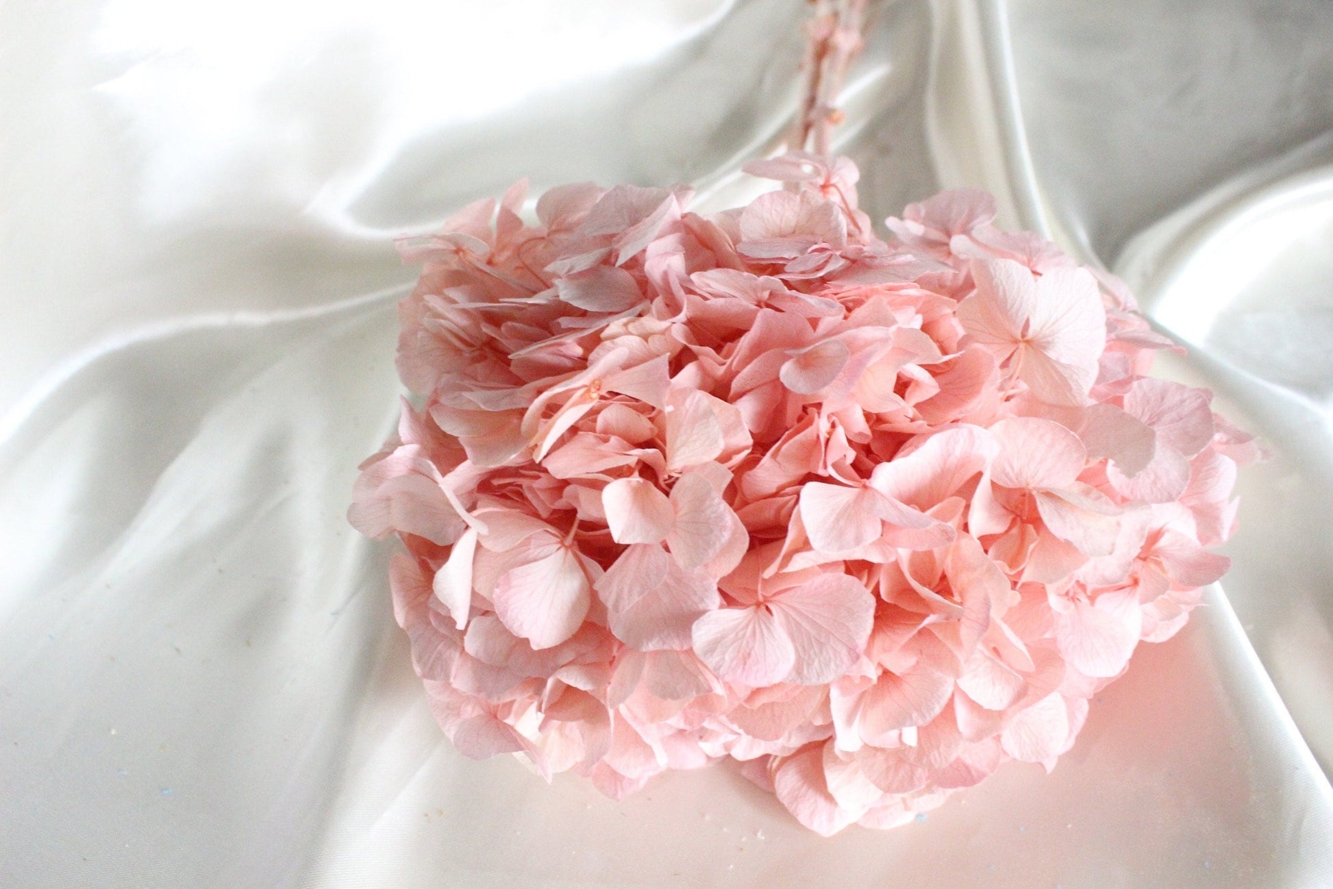 Big petal preserved hydrangea rose poudre , Diy resin, jewelery, wedding and home decoration