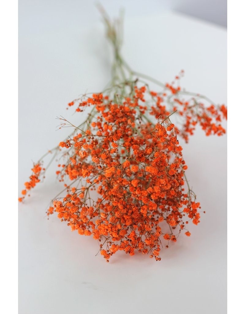 Preserved Baby Breath orange color, Preserved Gypsophila, 100g per bunch, home decoration