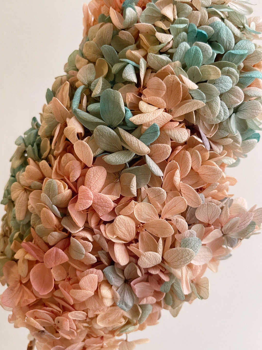 Preserved Hydrangeas paniculata bicolore light orange m mix green jewelry tool, Resin DIY, home decoration