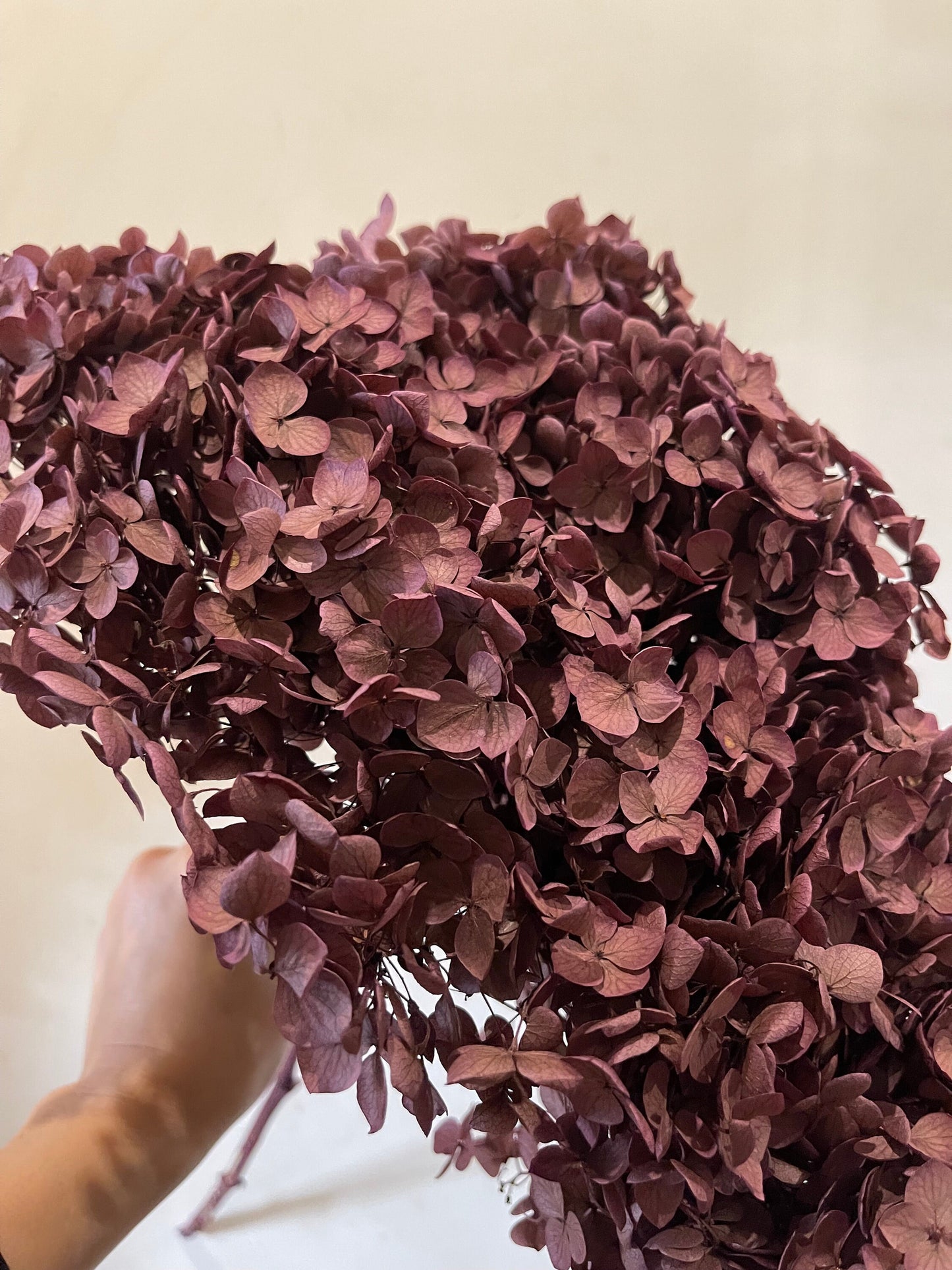 Preserved Hydrangea paniculata, mauve pink Purple 50cm jewelry tool, Resin DIY, home decoration