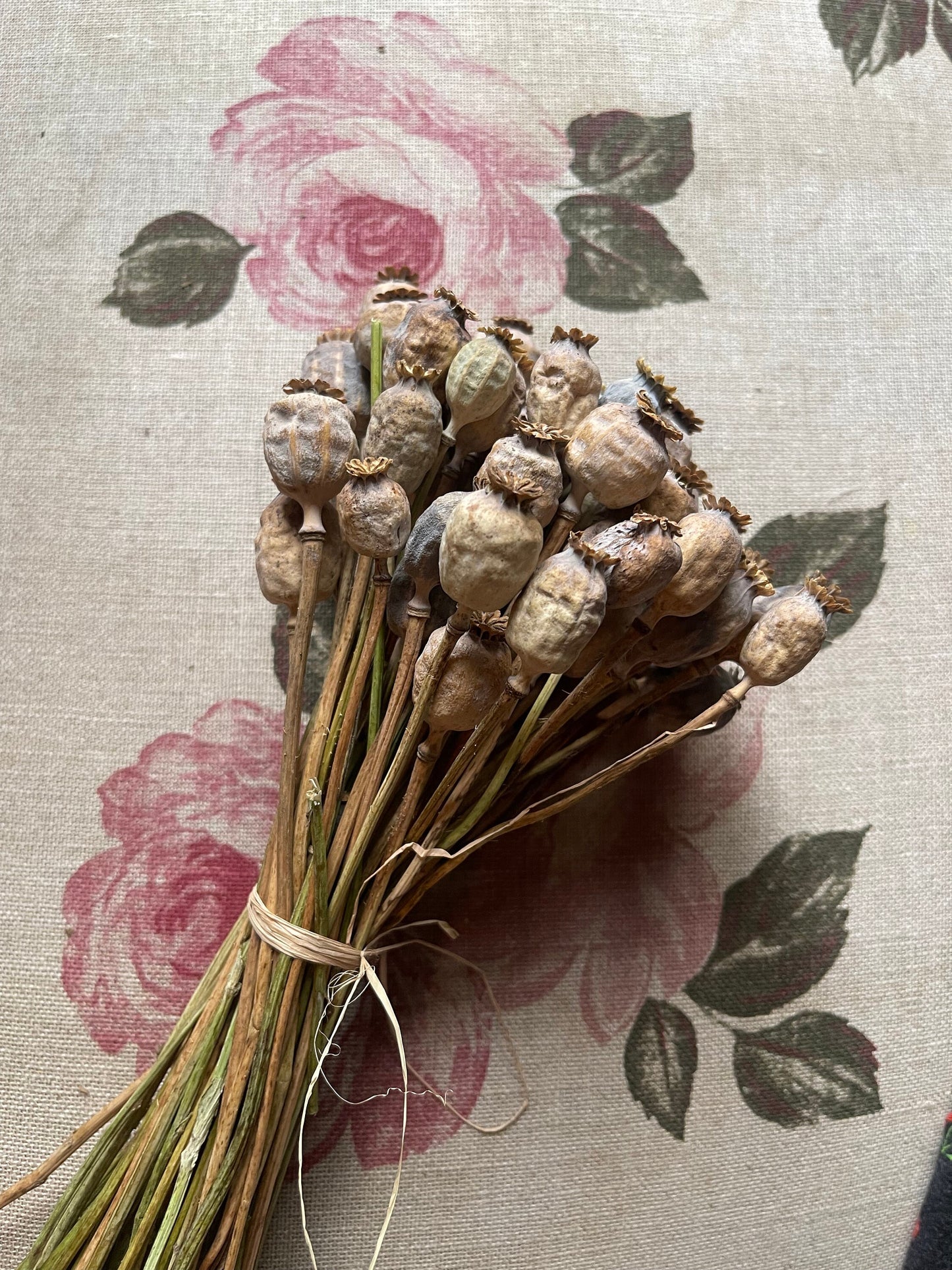 Small size head poppy for decoration, dried flower home decoration rustique 50 branches per bunch