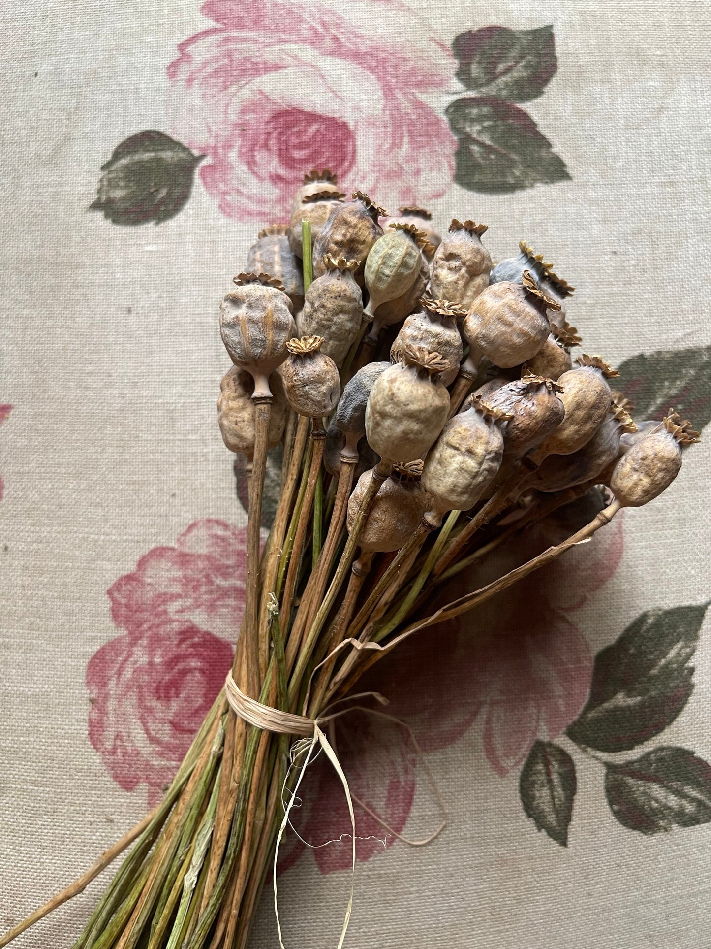 Small size head poppy for decoration, dried flower home decoration rustique 50 branches per bunch