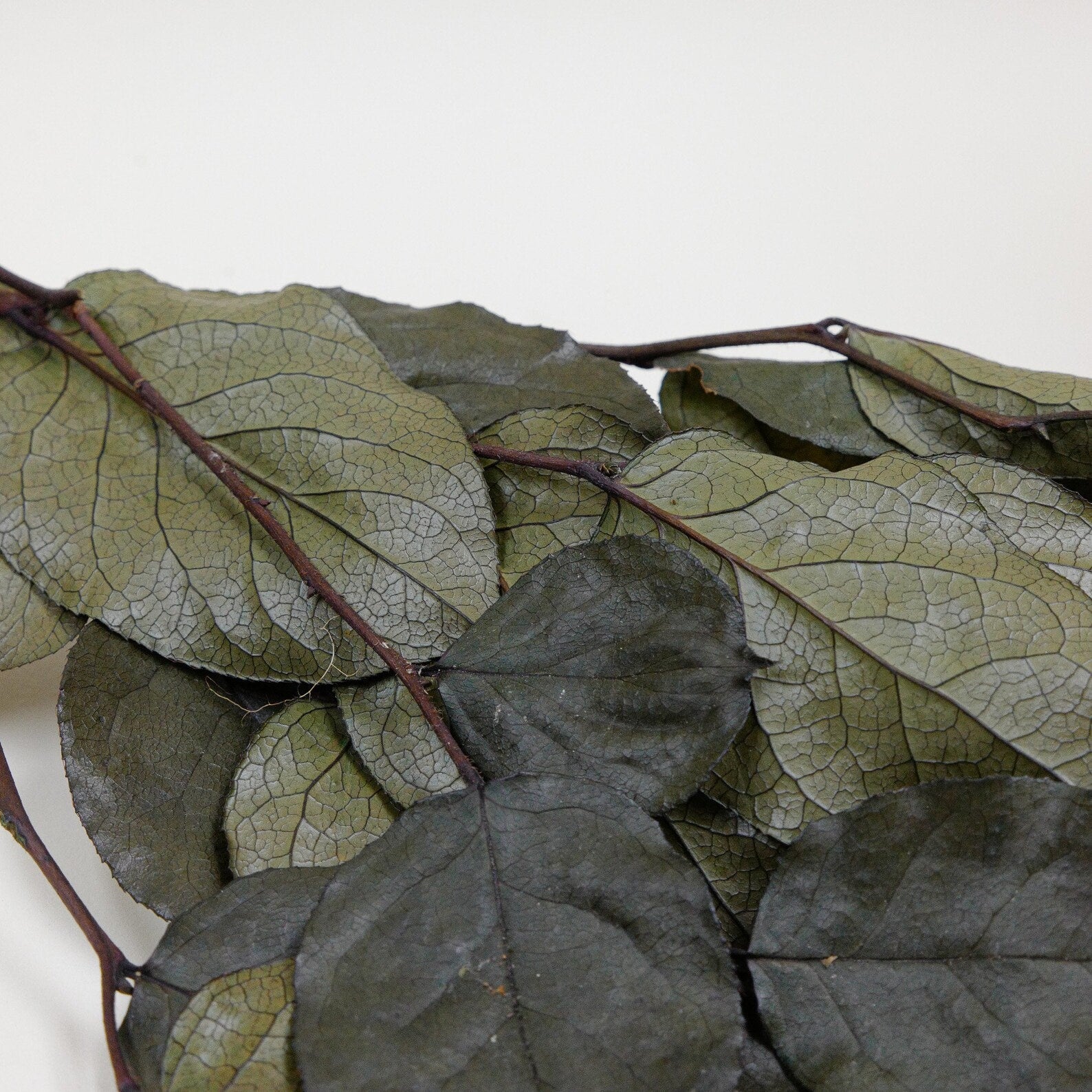 Salal preserved, preserved leave, Preserved Olive Salal, Olive Lemon Leaf