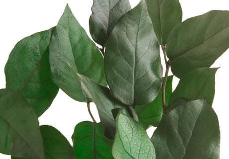 Wholesale - case of 12 bunches preserved Salal leaves, lemon leave natural green