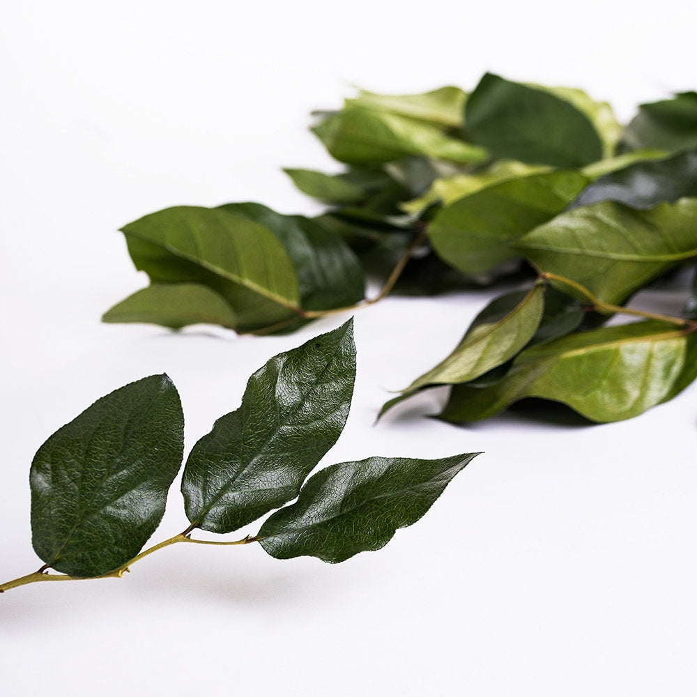 Salal preserved, preserved leave, Preserved Olive Salal, Olive Lemon Leaf