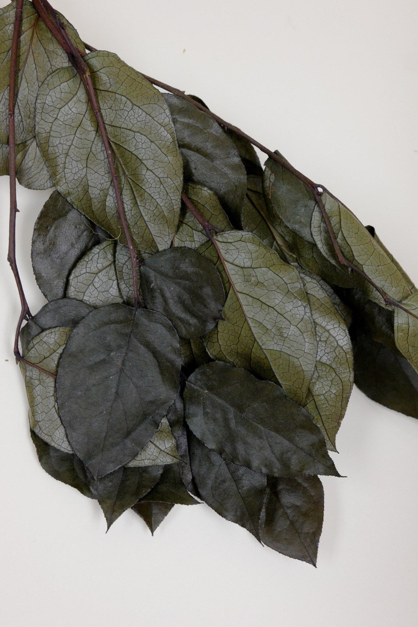 Salal preserved, preserved leave, Preserved Olive Salal, Olive Lemon Leaf